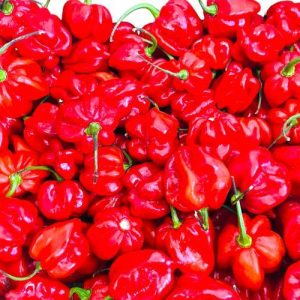 ARDEI HABANERO ROSU FRESH PEPPER 100GR - Main Image